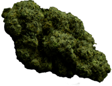 nug 3_home